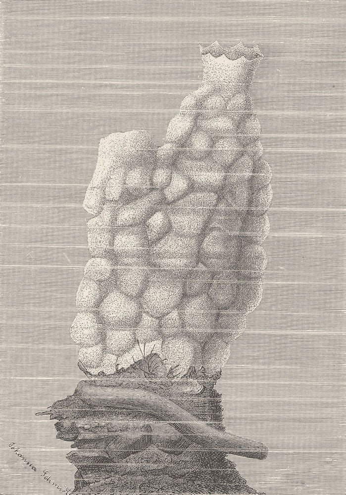 ASCIDIAN. Cartilaginous fixed sea-squirt, Phallusia  1896 old antique print